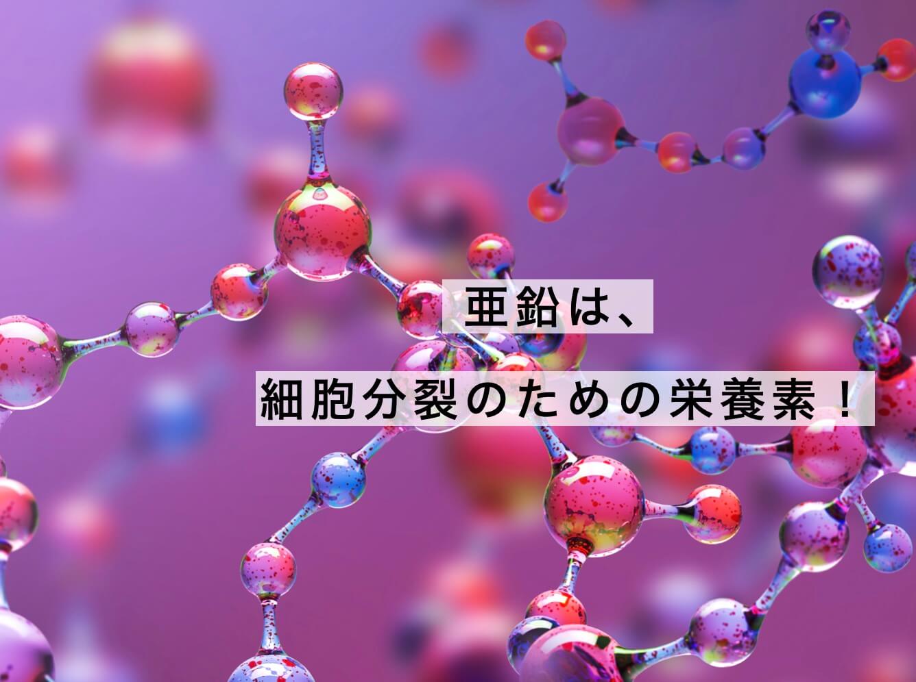 亜鉛は細胞分裂を促進させる栄養素