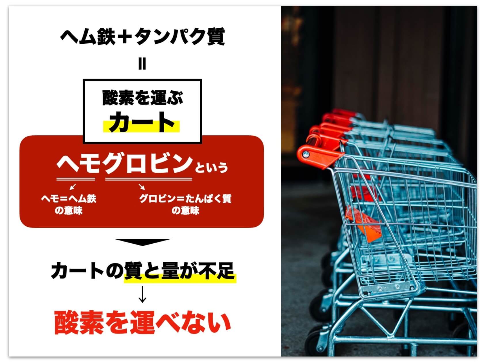 貧血はたんぱく質不足でもおこる