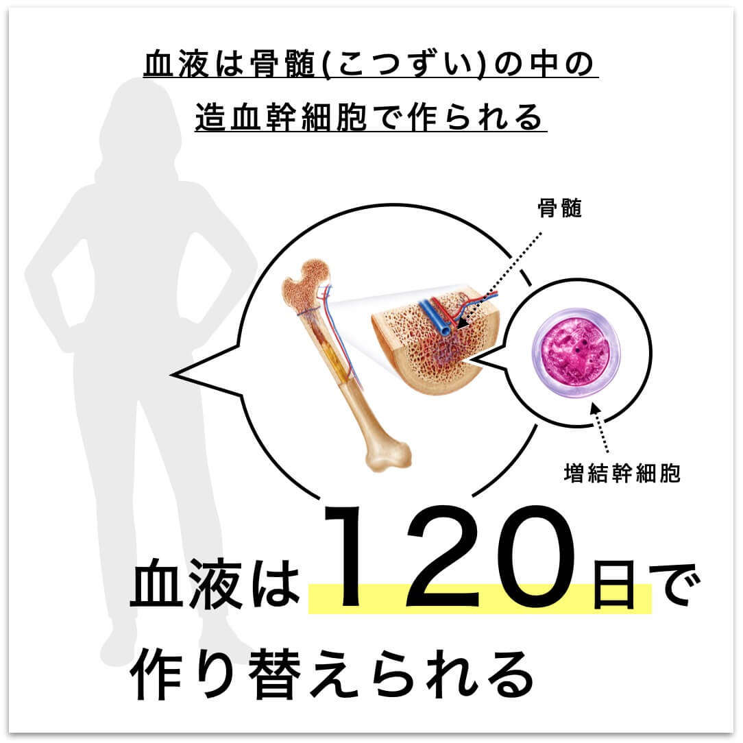血液は120日で作り替えられる