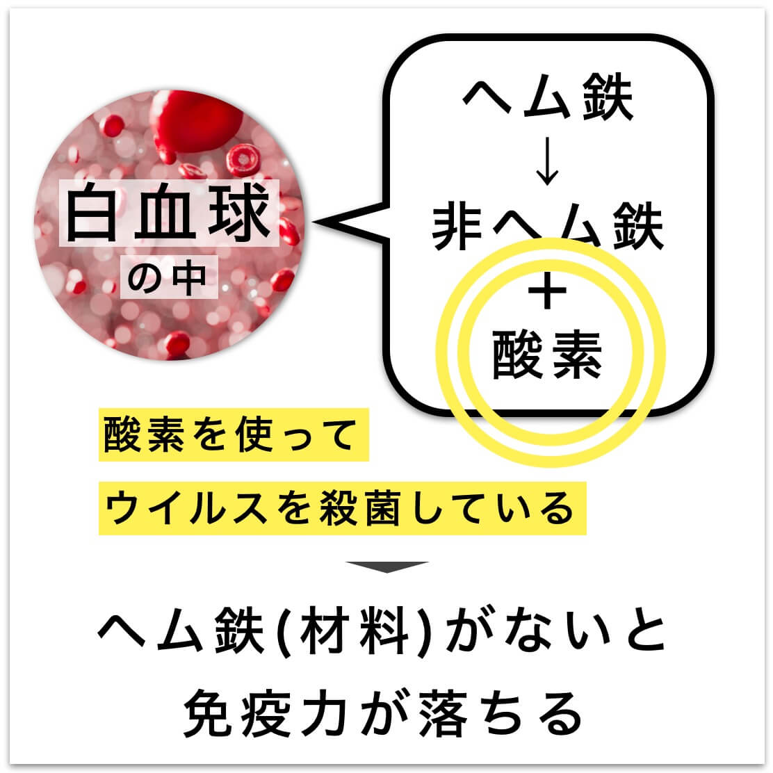 ヘム鉄(材料)がないと免疫力が落ちる