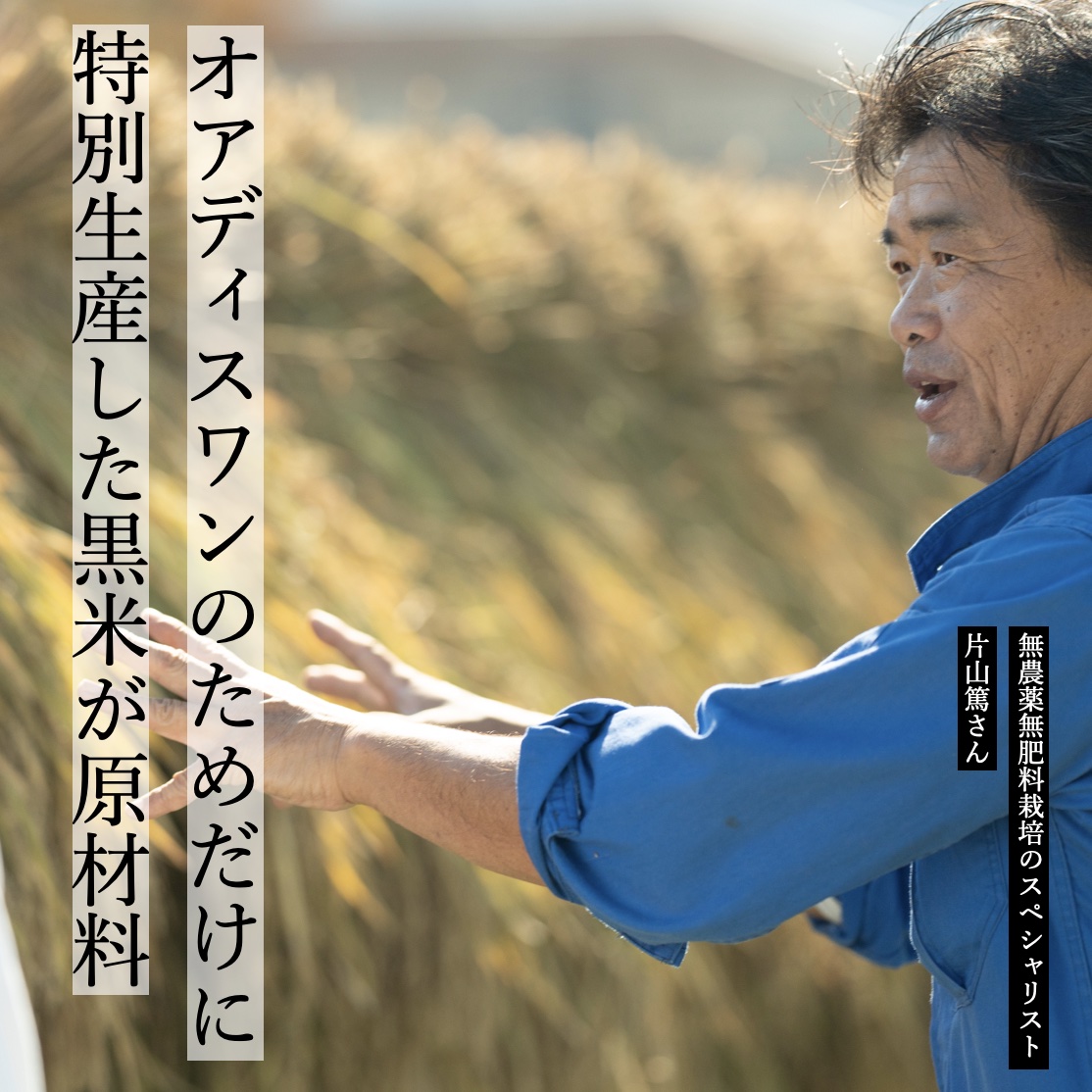 保育園でも大人気のアレルギー対応ポン菓子の原料である無農薬無添加の黒米をつくる生産者さんのイメージ