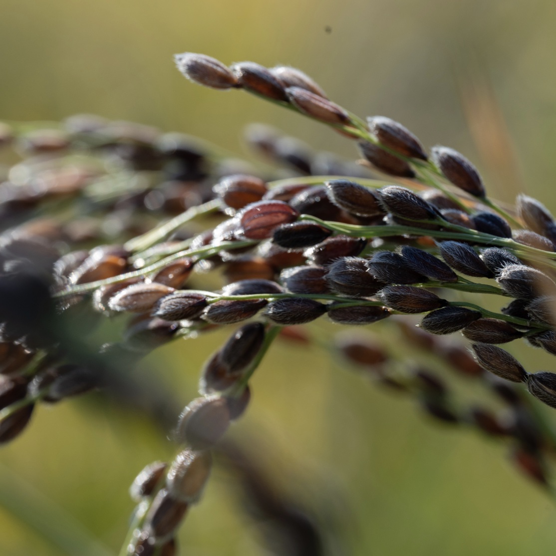 ダイエット中や更年期障害にお悩みの方におすすめの体質改善専門店が栽培している黒米イメージ