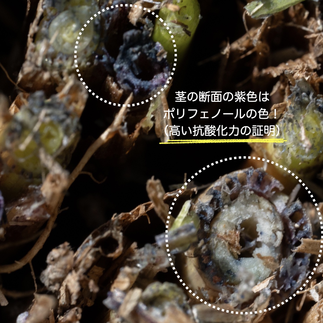 抗酸化力の高いポリフェノールがとれる黒米の茎断面のイメージ
