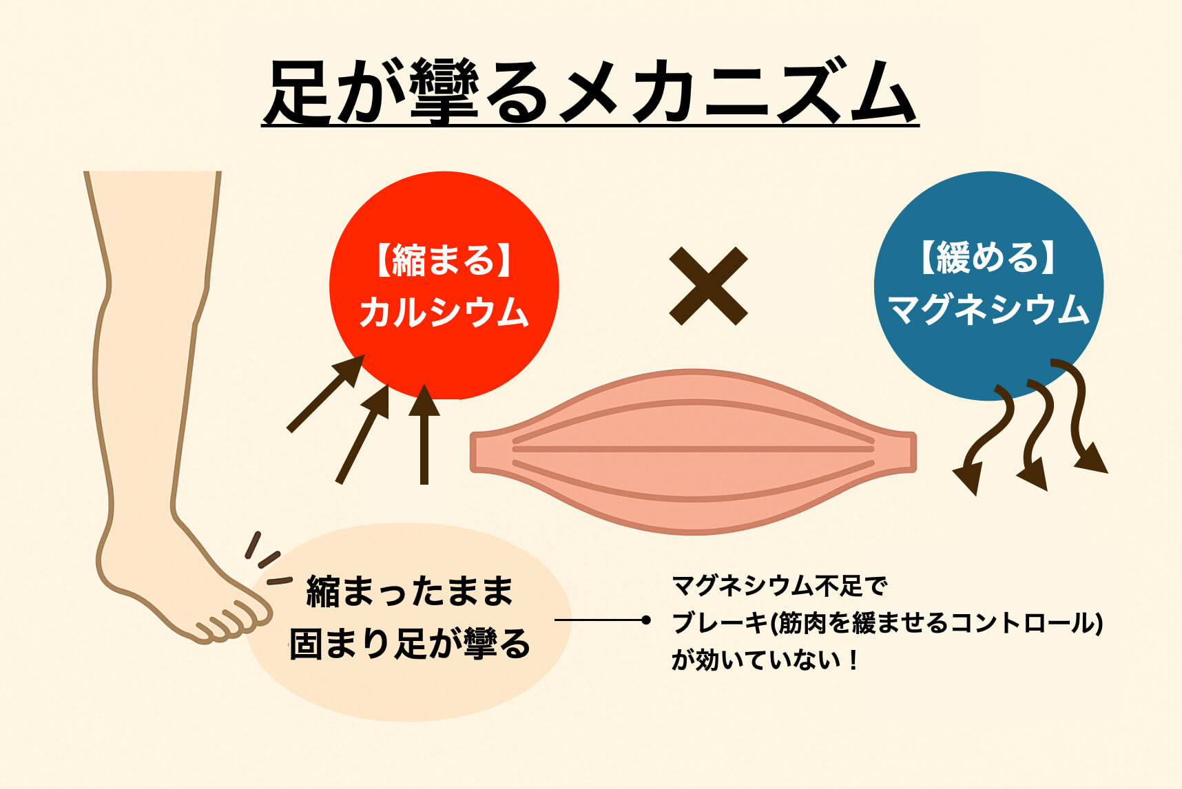 足が攣るメカニズムを図解説明