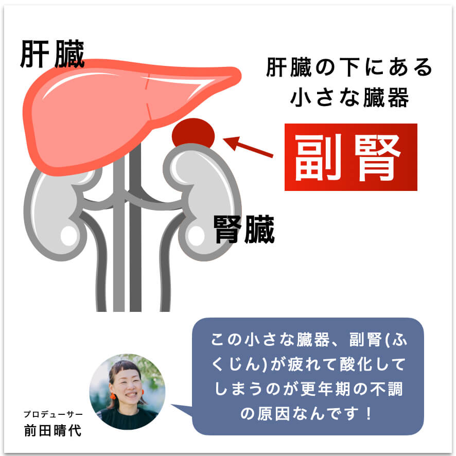 副腎を説明している図