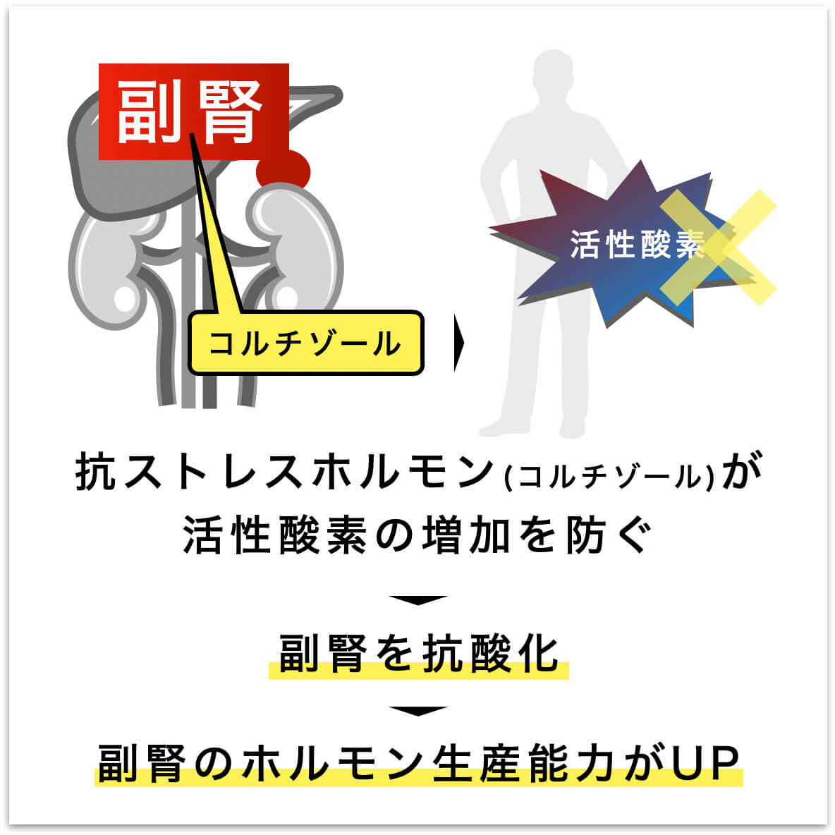 ストレスと活性酸素の関係を説明した図