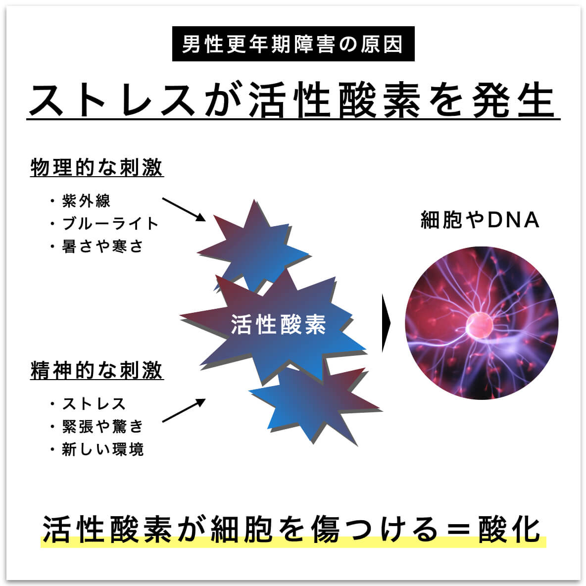 ストレスが活性酸素を発生させている図