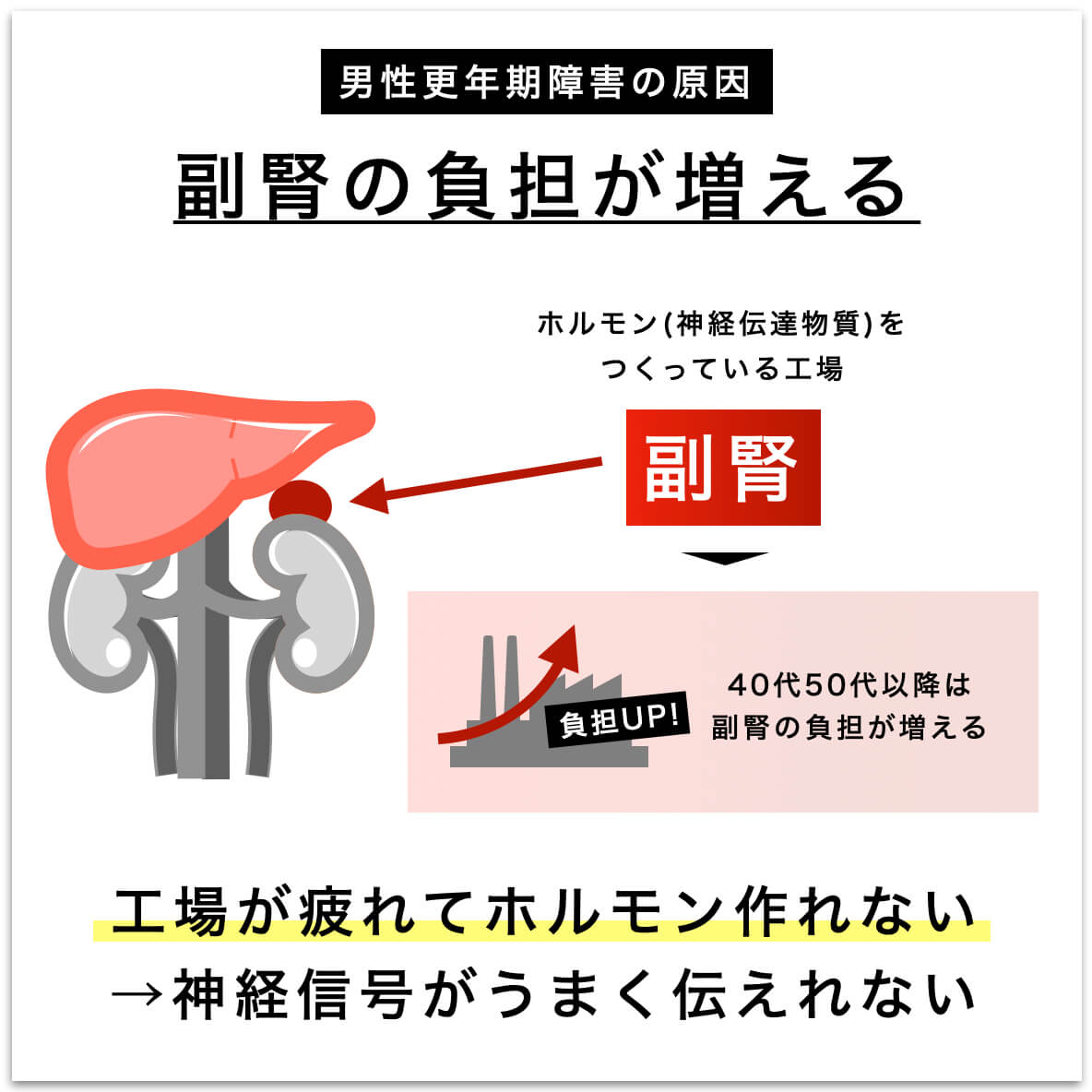 腎臓の負担が増えてホルモン生成が乱れる図