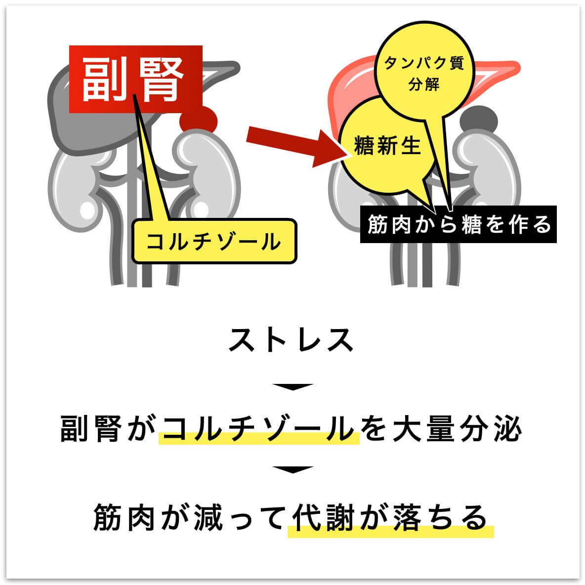 コルチゾールと筋肉の関係を表した図