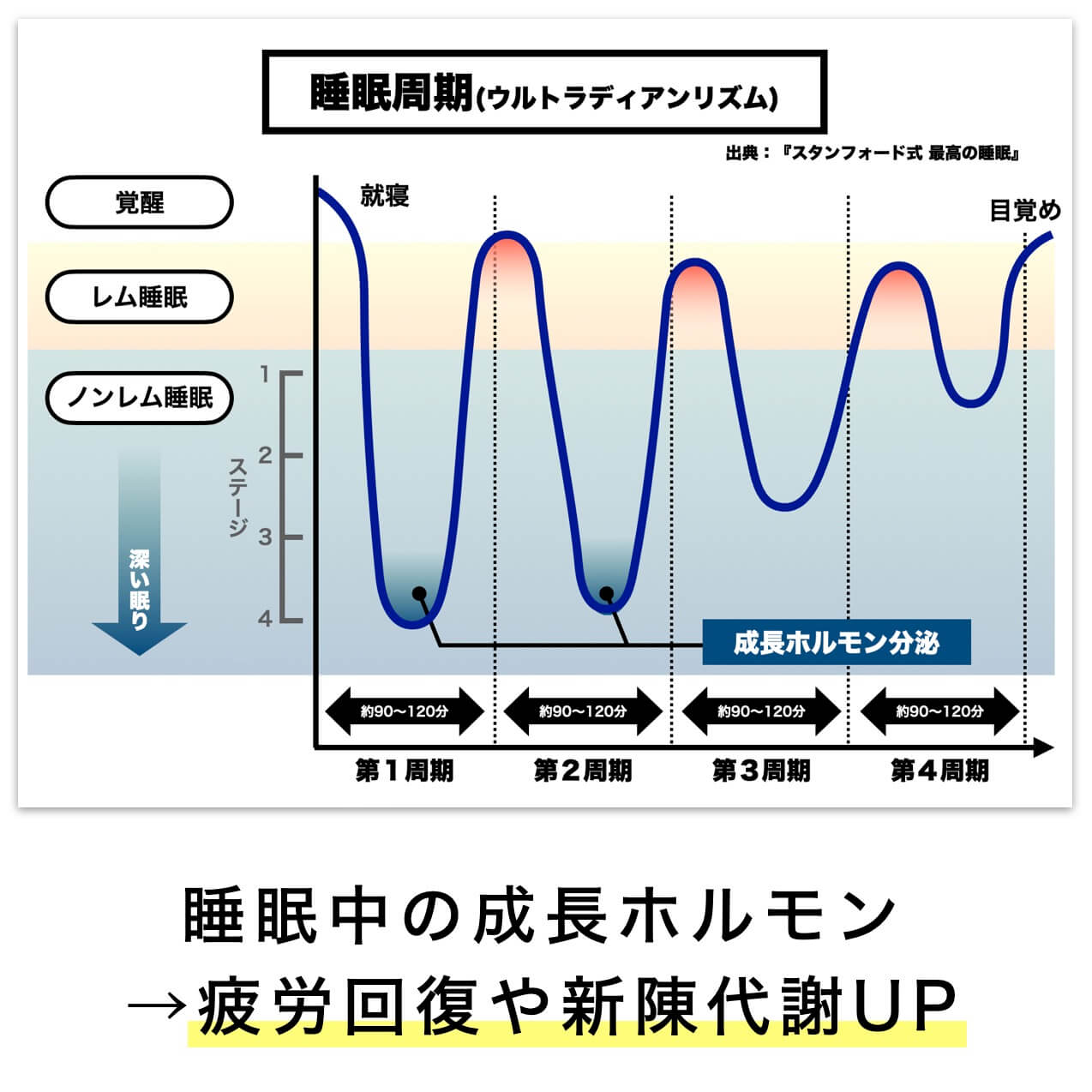 睡眠中の成長ホルモンによって疲労回復や新陳代謝が上がる