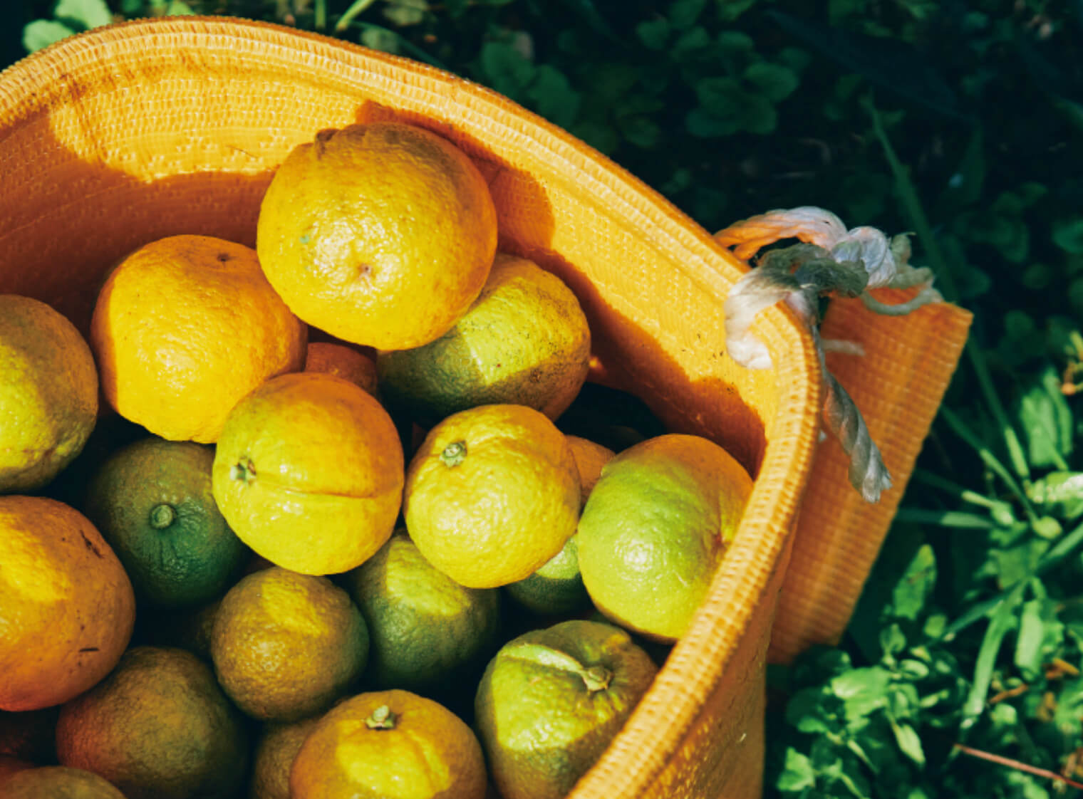 じゃばらのイメージ図