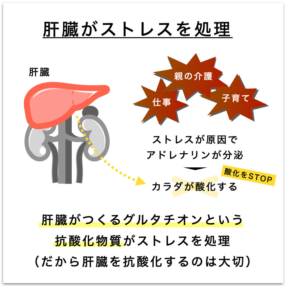 “肝臓と”ストレスの関係を示した図