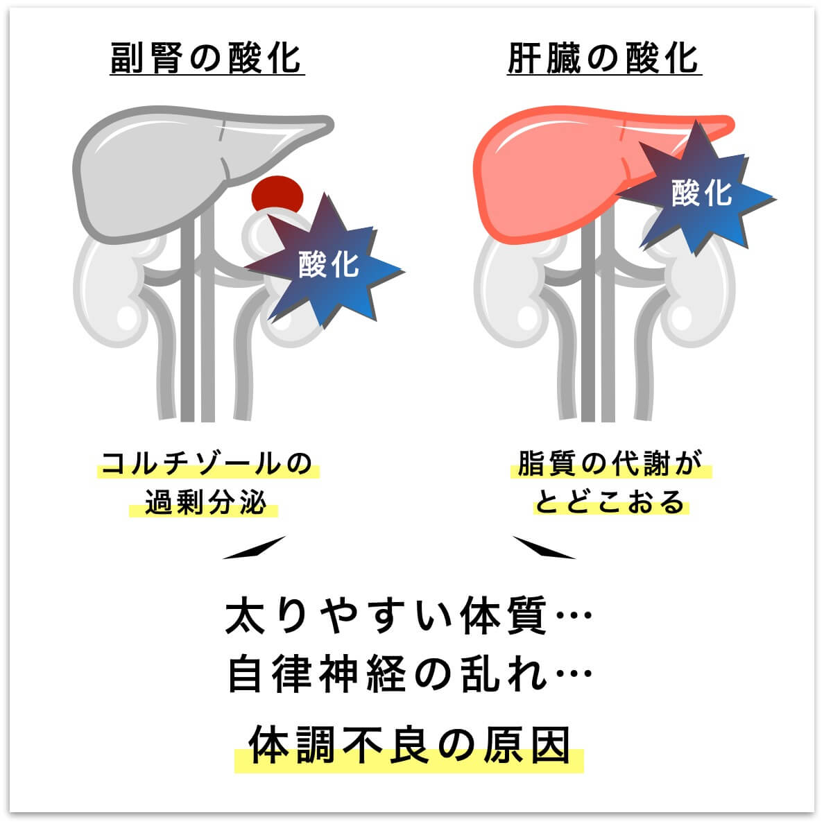 アルファコイル SA 自律神経・不眠症改善に！　取扱説明書等　付属品完備 自律神経サプリ【定期便】抗酸化＋マグネシウム | 《公式》オアディスワン