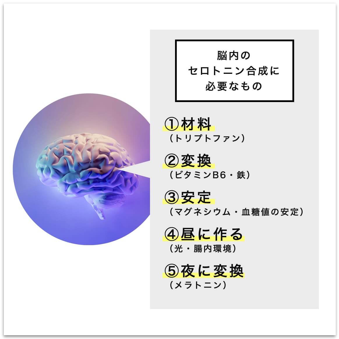 脳内でセロトニンを分泌するために必要なものについて