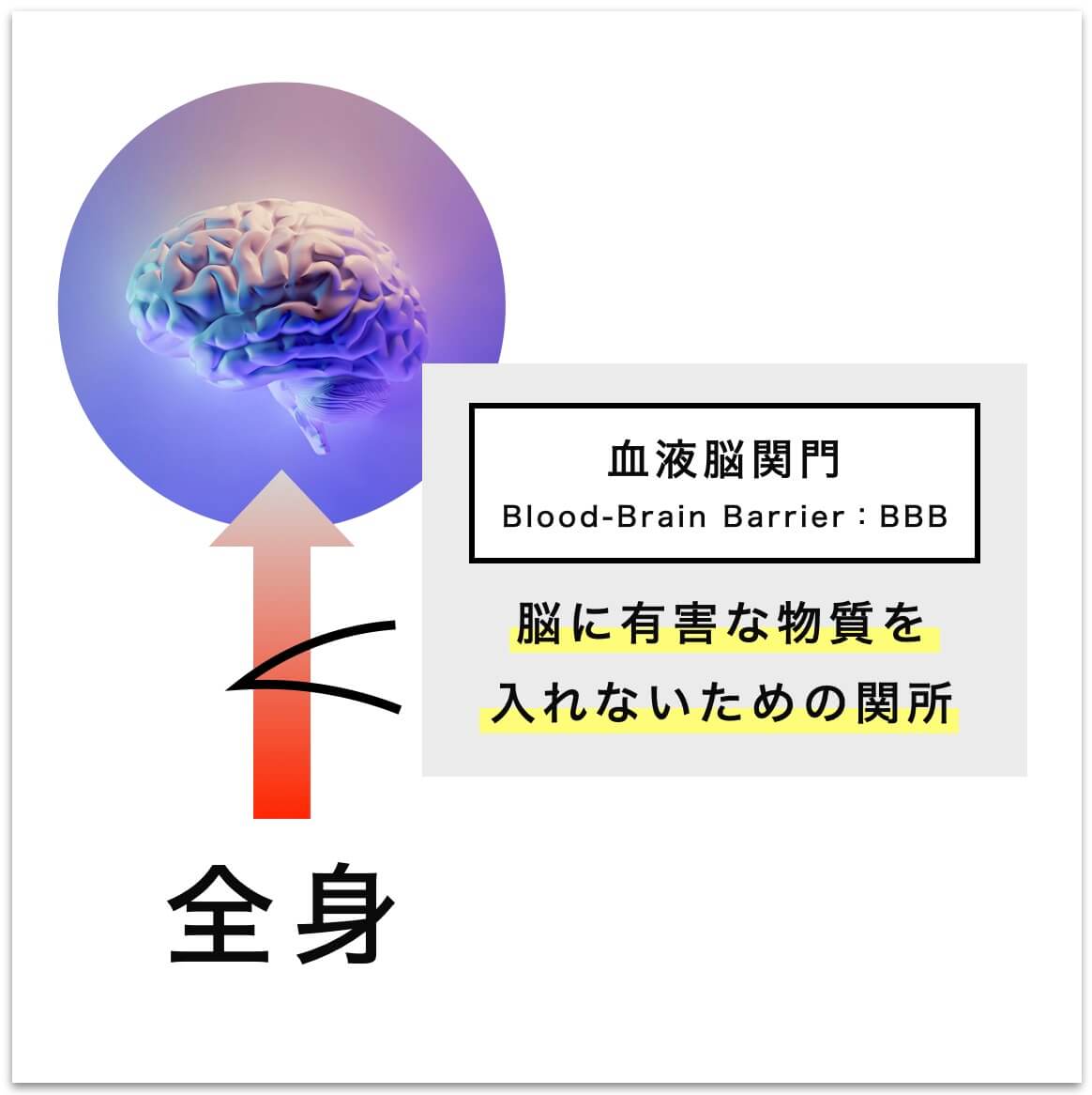 血液脳関門についての説明