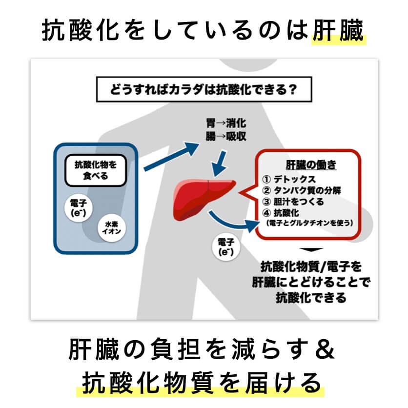 体を抗酸化するには肝臓の負担を減らし抗酸化物質を届ける