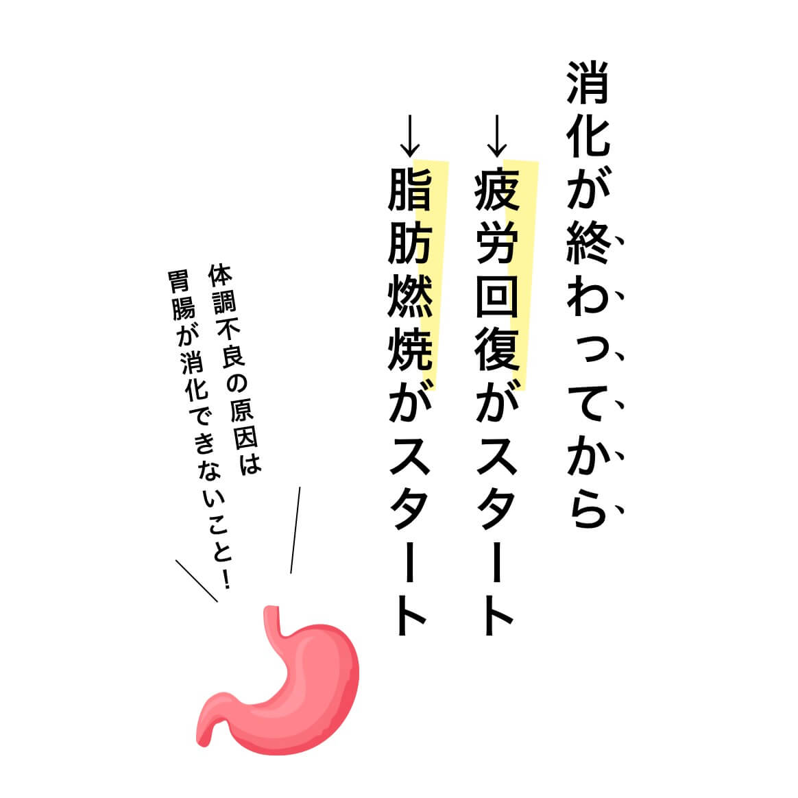 消化と代謝の関係を説明している図