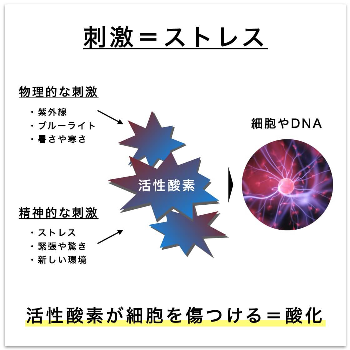 活性酸素が細胞を傷つける＝酸化