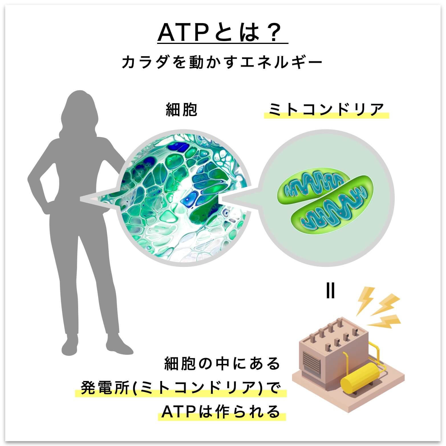 ATPについて説明をしている