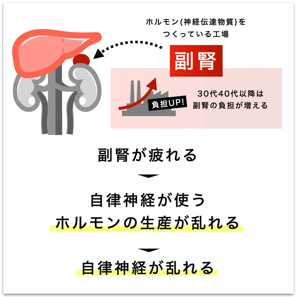 副腎の疲れ→自律神経の乱れ