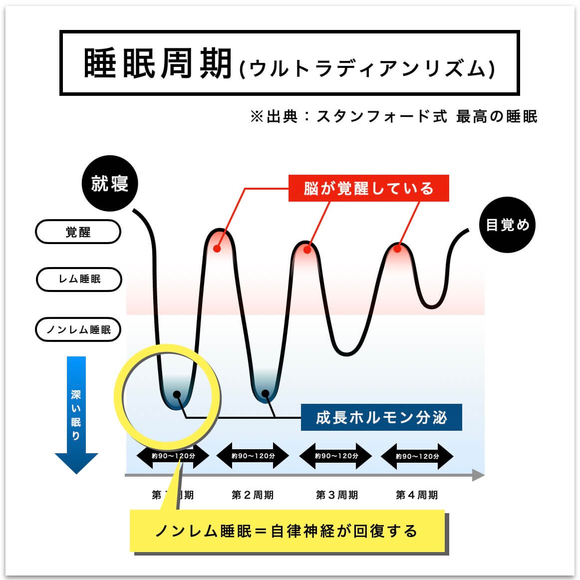 ノンレム睡眠＝自律神経が回復する