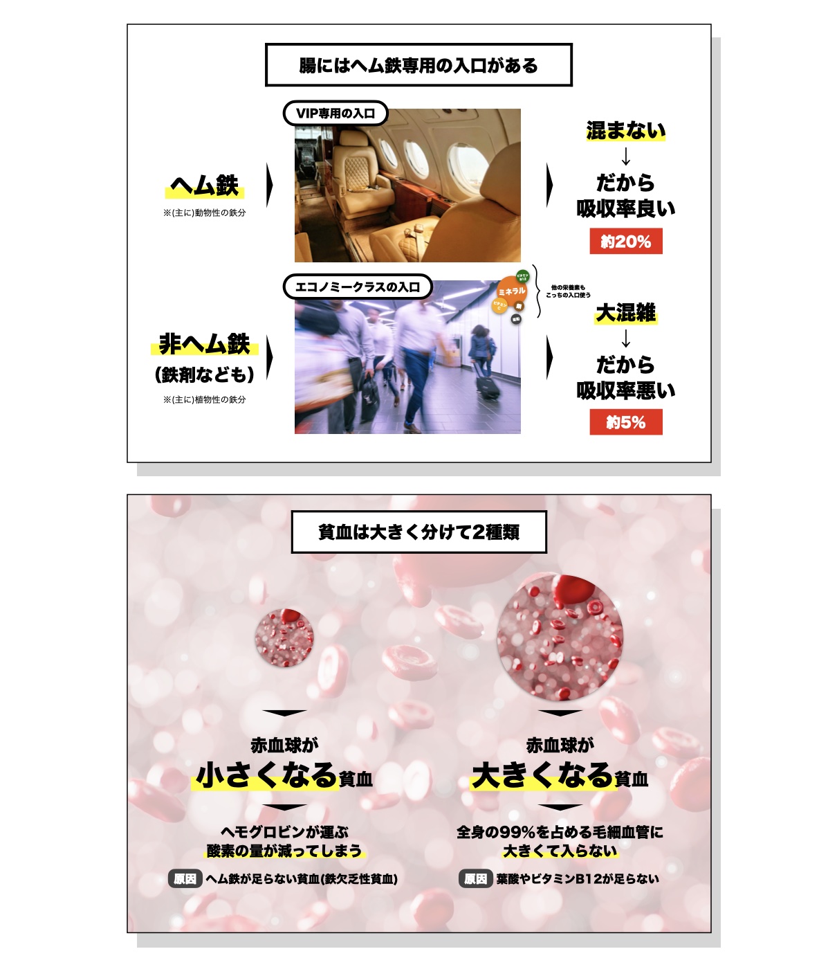 ヘム鉄と非ヘム鉄の吸収率の違い