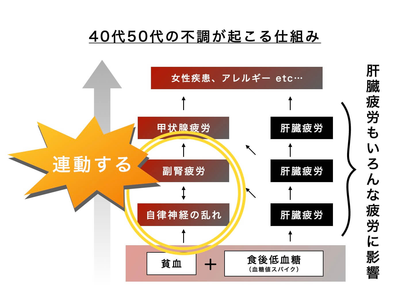 40代50代の不調が起こる仕組み
