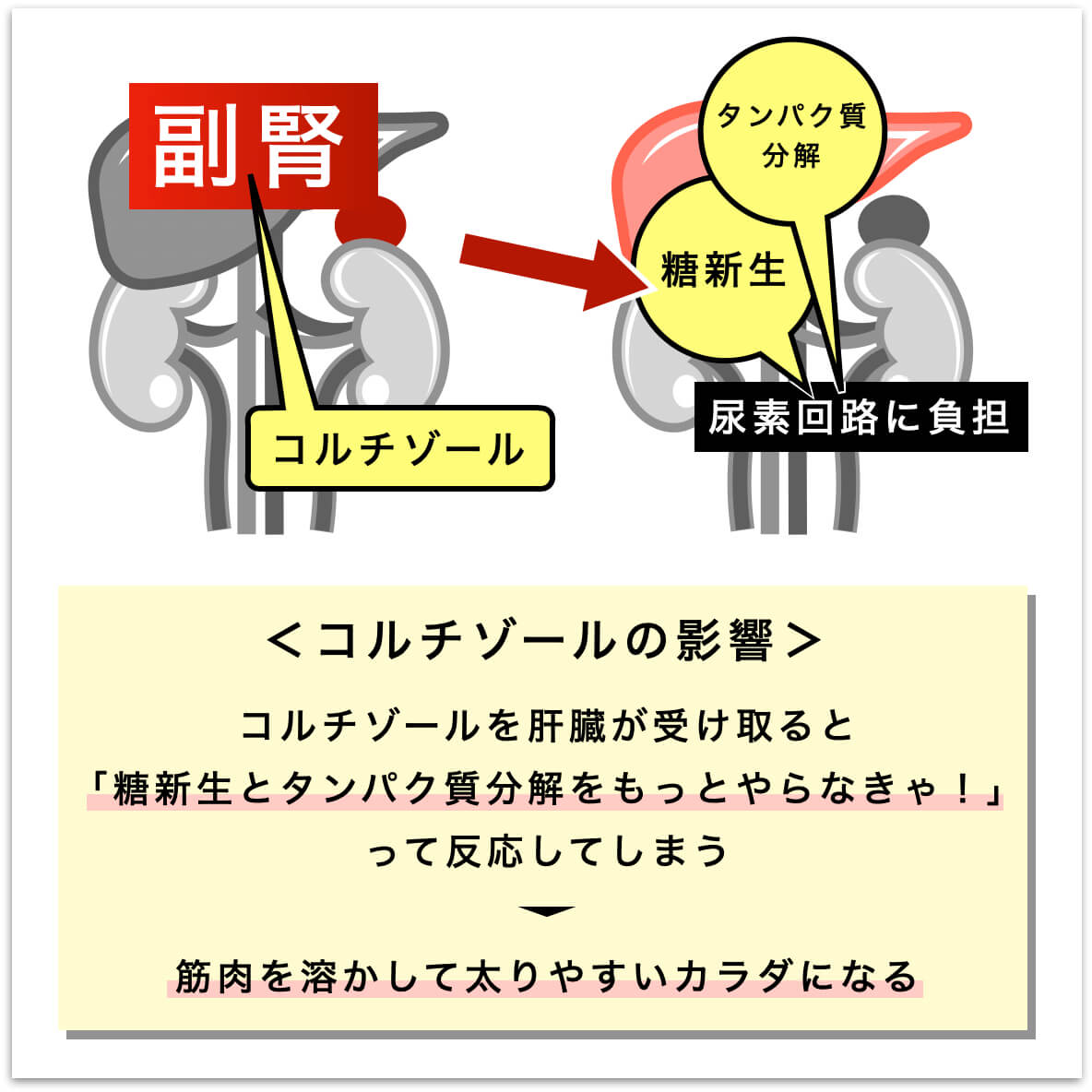 副腎とコルチゾールの関係を説明した図